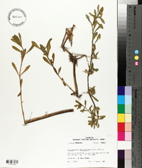 Alternanthera philoxeroides image