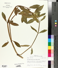 Alternanthera philoxeroides image