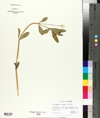 Alternanthera philoxeroides image