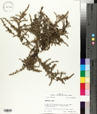 Amaranthus albus image