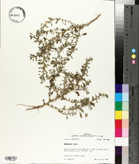 Amaranthus albus image