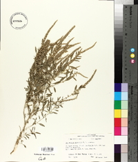 Amaranthus arenicola image