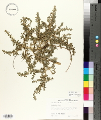 Amaranthus albus image