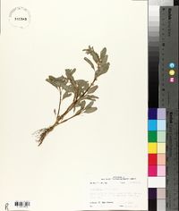 Amaranthus arenicola image