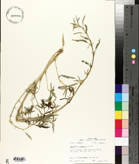 Amaranthus arenicola image