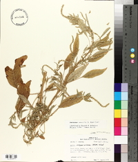 Amaranthus australis image