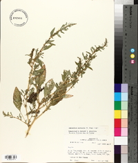 Amaranthus australis image