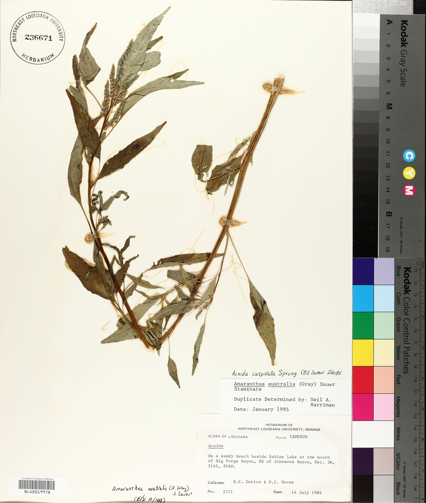 Amaranthus australis image