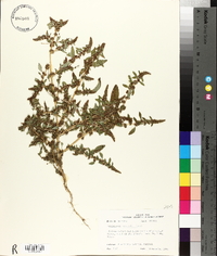 Amaranthus arenicola image