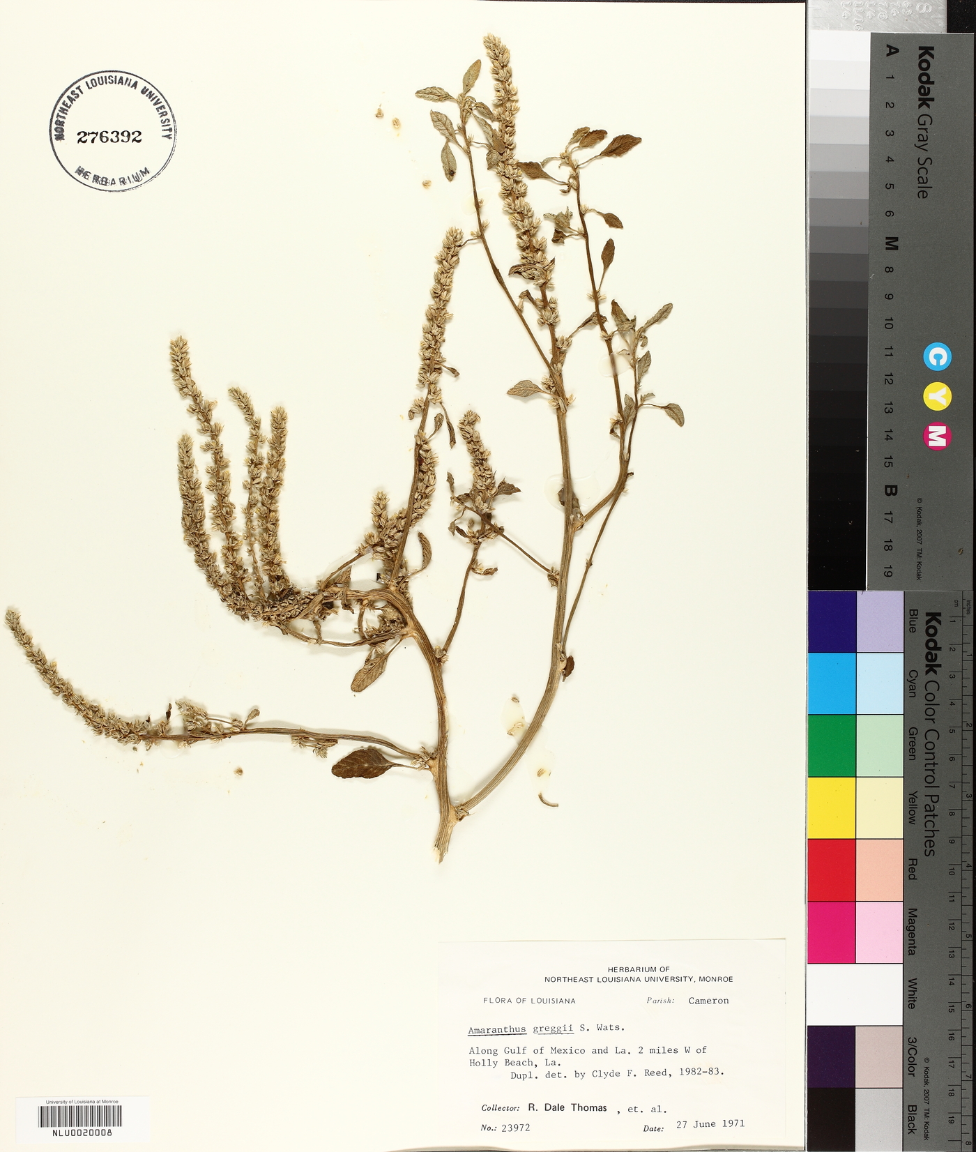 Amaranthus greggii image