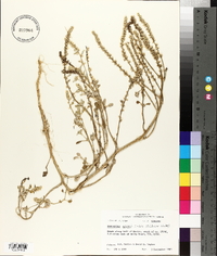 Amaranthus greggii image