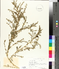 Amaranthus albus image