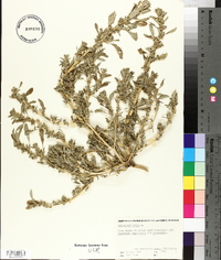 Amaranthus albus image