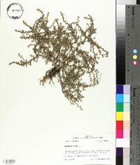 Amaranthus albus image