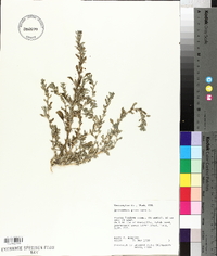 Amaranthus graecizans image