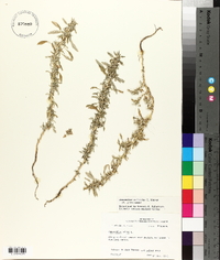 Amaranthus blitoides image