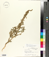 Amaranthus hybridus image