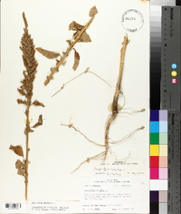 Amaranthus hybridus image