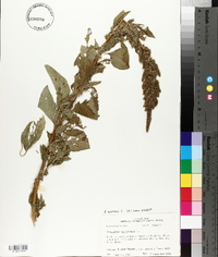 Amaranthus hybridus image