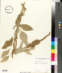 Amaranthus hybridus image