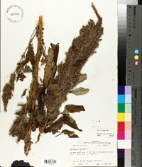 Amaranthus hybridus image