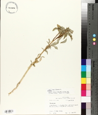 Amaranthus hybridus image