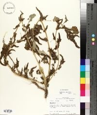 Amaranthus hybridus image