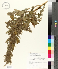 Amaranthus hybridus image