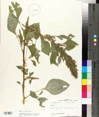 Amaranthus hybridus image