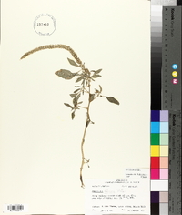 Amaranthus palmeri image