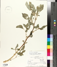 Amaranthus retroflexus image