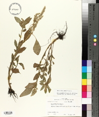 Amaranthus retroflexus image