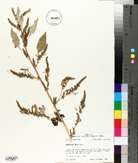 Amaranthus tuberculatus image