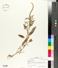 Amaranthus tuberculatus image