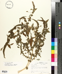 Amaranthus tuberculatus image