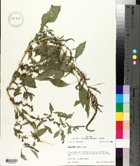 Amaranthus tuberculatus image