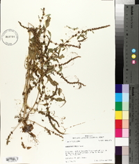 Amaranthus tuberculatus image