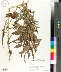 Amaranthus tuberculatus image