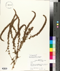 Amaranthus tuberculatus image