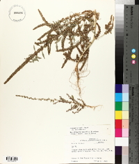 Amaranthus tuberculatus image