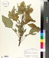 Amaranthus retroflexus image