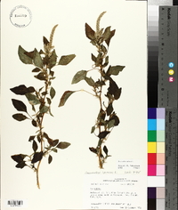 Amaranthus spinosus image