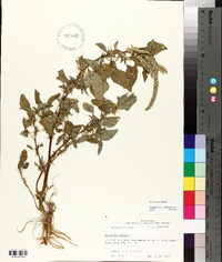 Amaranthus spinosus image