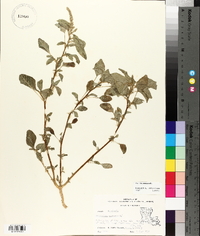 Amaranthus spinosus image