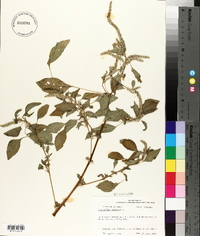 Amaranthus spinosus image