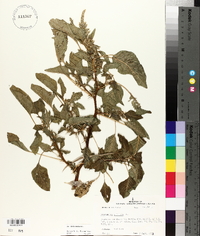 Amaranthus spinosus image