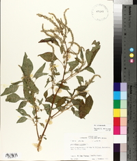 Amaranthus spinosus image