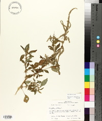 Amaranthus spinosus image