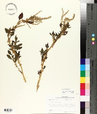 Amaranthus spinosus image