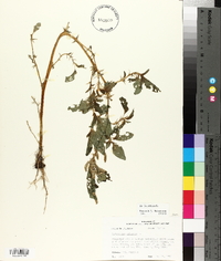 Amaranthus spinosus image